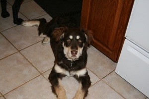 What Breed is My Dog?